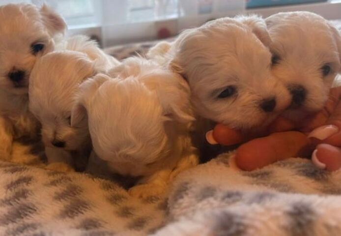 Maltese puppies