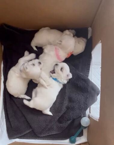 Adorable Maltese puppies