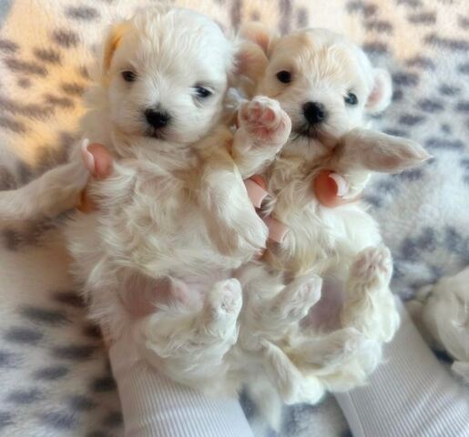 Adorable Maltese puppies