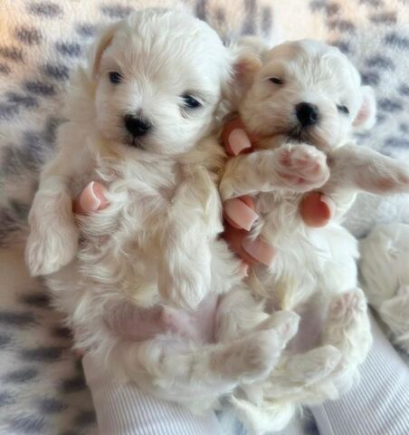 Adorable Maltese puppies