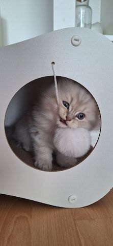 Zauberhaftes BLH-Kitten sucht liebevolles Zuhause