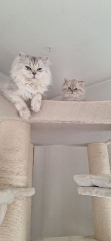 Zauberhaftes BLH-Kitten sucht liebevolles Zuhause