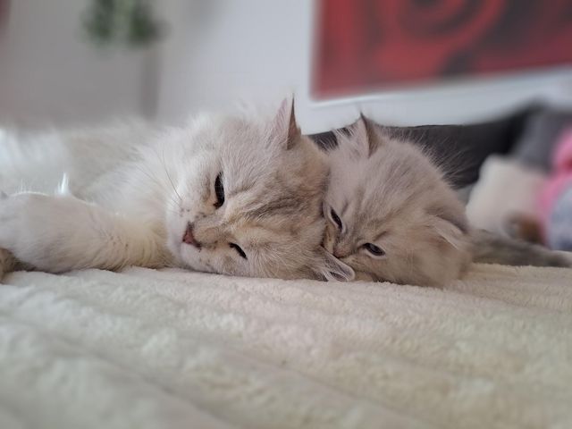 Zauberhaftes BLH-Kitten sucht liebevolles Zuhause