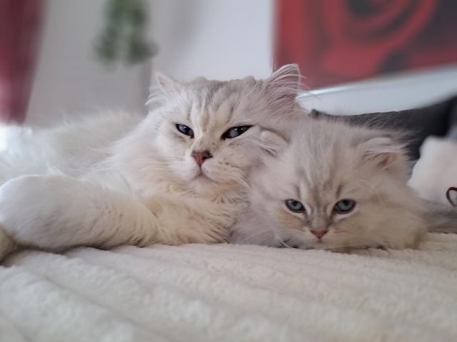 Zauberhaftes BLH-Kitten sucht liebevolles Zuhause