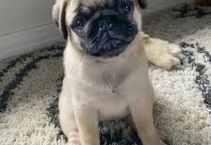 Mops-Welpen zur Vermittlung.