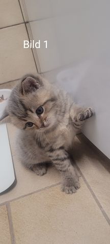 BKH Kitten