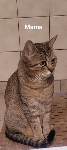 BKH Kitten