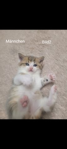 BKH Kitten