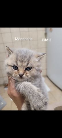 BKH Kitten