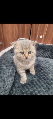 BKH Kitten