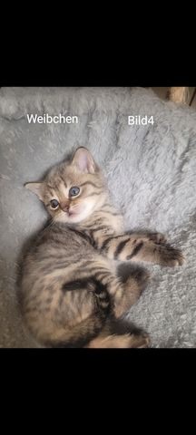BKH Kitten