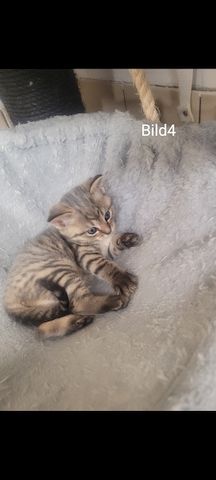 BKH Kitten