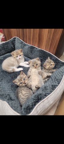 BKH Kitten