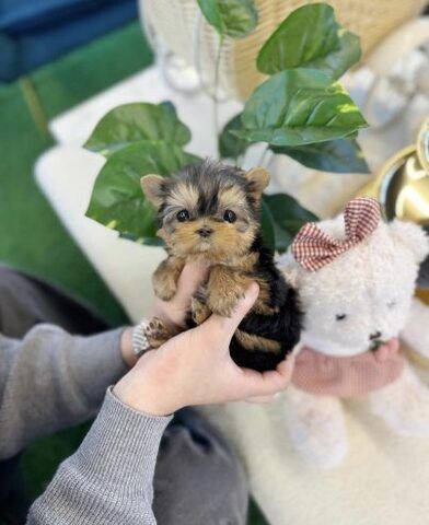 Wunderschöne Yorkshire-Terrier-Welpen abzugeben!