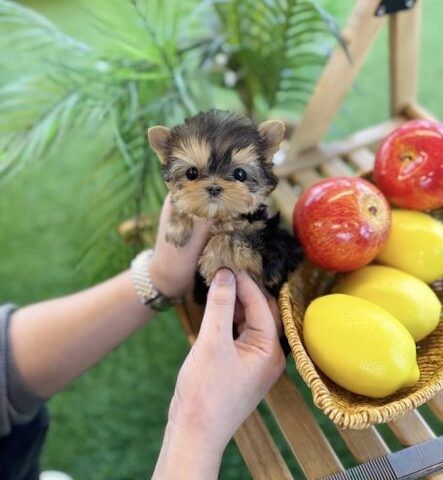 Wunderschöne Yorkshire-Terrier-Welpen abzugeben!