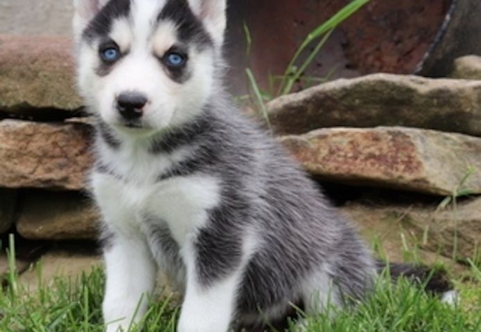 Sibirische Husky-Welpen mit blauen Augen suchen ein neues Zuhause.