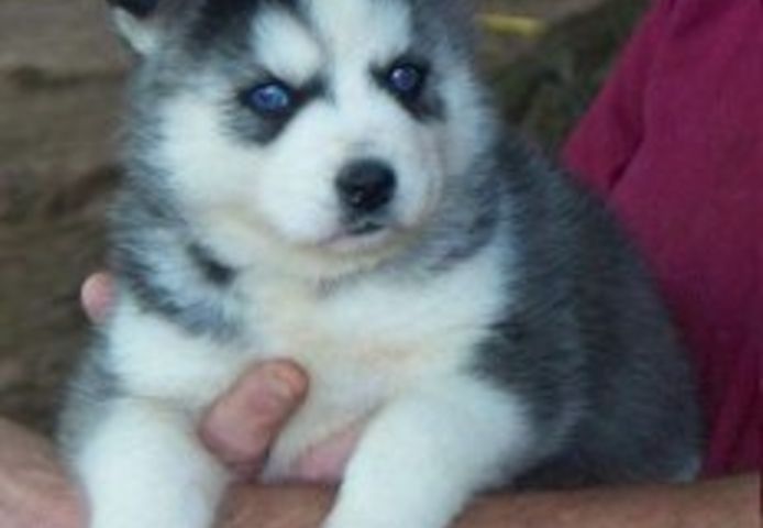 Sibirische Husky-Welpen