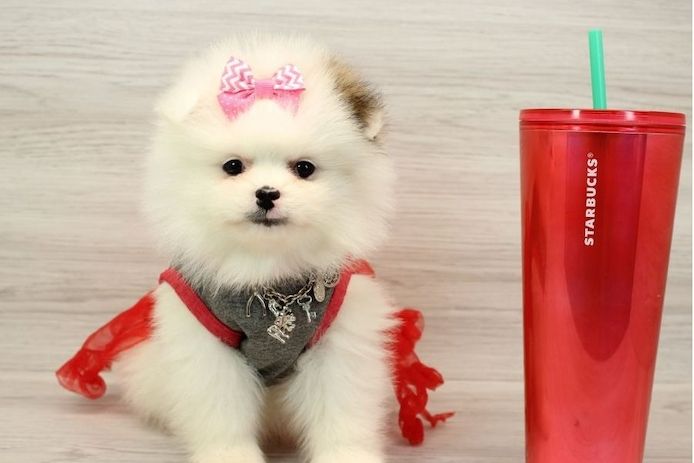 Kleine, beschlagnahmte Pomeranian-Welpen abzugeben