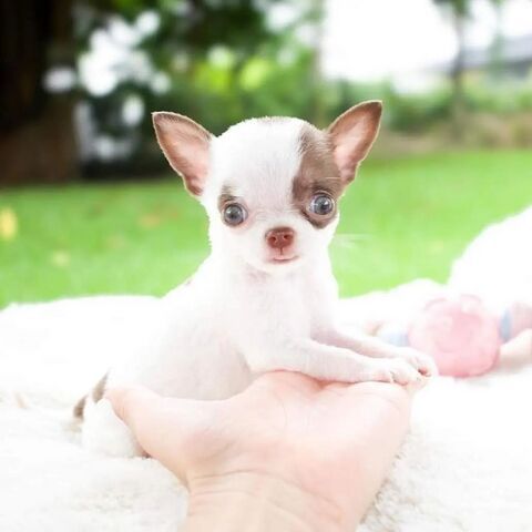 Reinrassige Chihuahua-Welpen