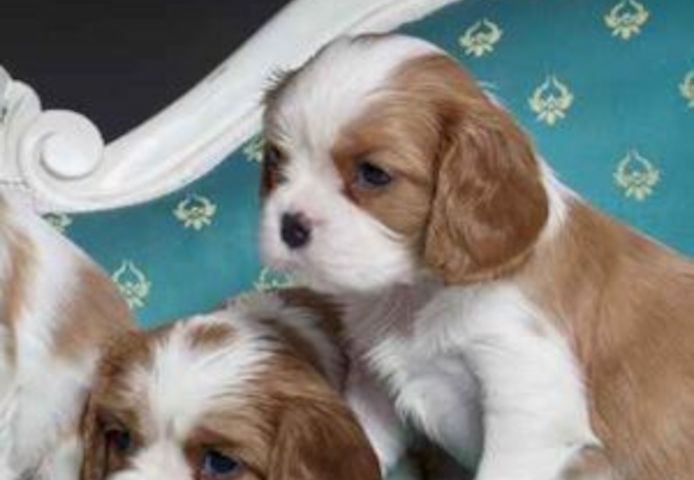 Cavalier-King-Charles-Welpen zu verkaufen.