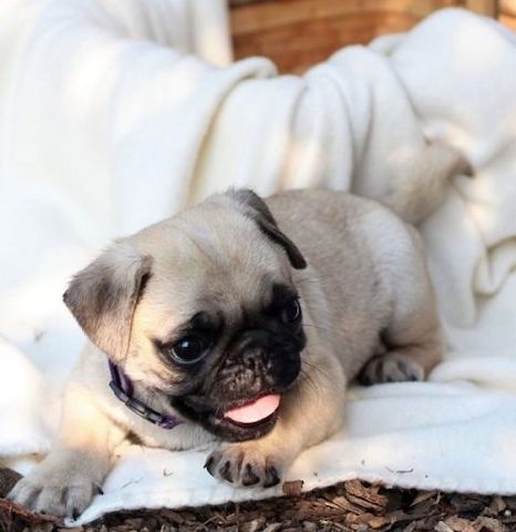 Mops-Welpen abzugeben!