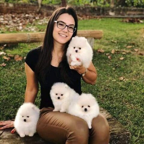Zwei bezaubernde Pomeranian-Welpen