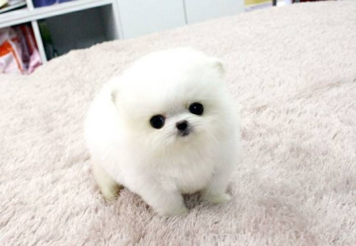 Reinweiße Pomeranian-Welpen abzugeben!