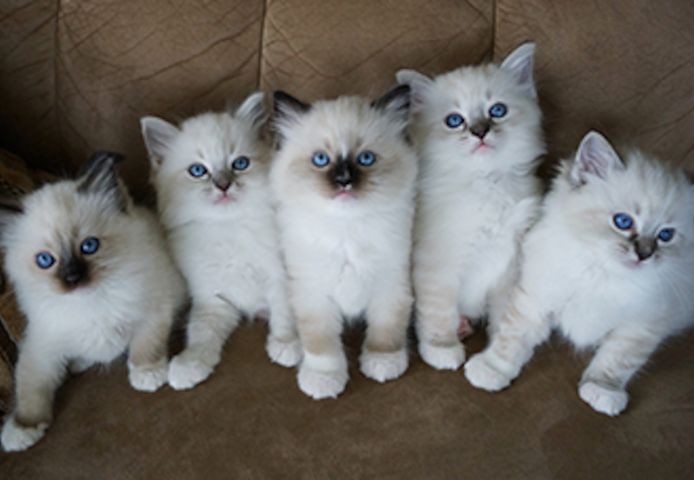 Hochwertige Ragdoll-Kätzchen suchen ein neues Zuhause