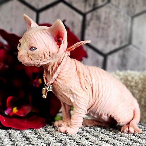 Niedliche Sphynx-Kätzchen