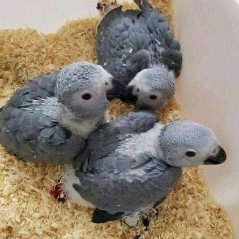 Papageieneier und Papageien verschiedener Arten erhältlich
