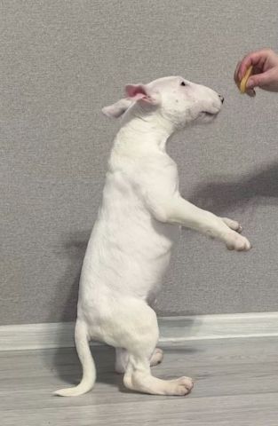 Miniature Bull Terrier Welpen mit FCI-Papieren warten darauf, Ihre Familie glücklicher zu machen.