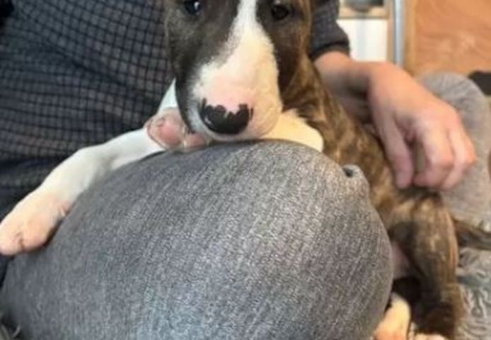 Miniature Bull Terrier Welpen mit FCI-Papieren warten darauf, Ihre Familie glücklicher zu machen.