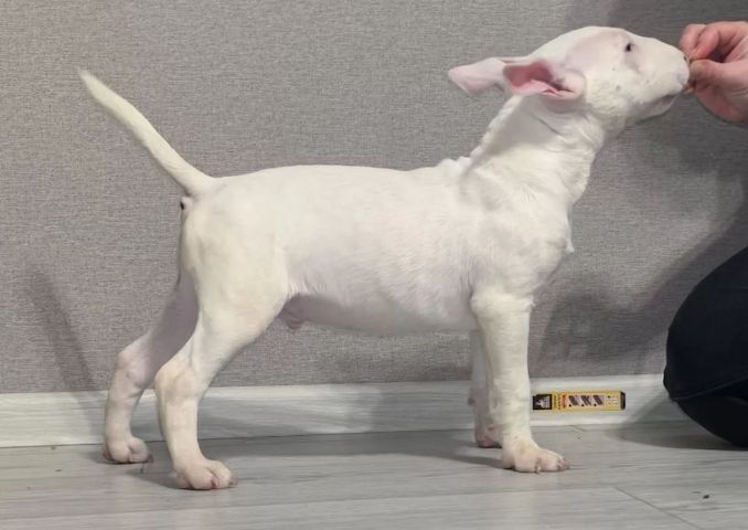 Miniature Bull Terrier Welpen mit FCI-Papieren warten darauf, Ihre Familie glücklicher zu machen.