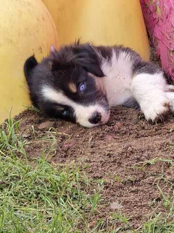 10 Supersüsse Australian Shepherd Welpen suchen zum 29.05.2026 ihr Für-immer-Zuhause