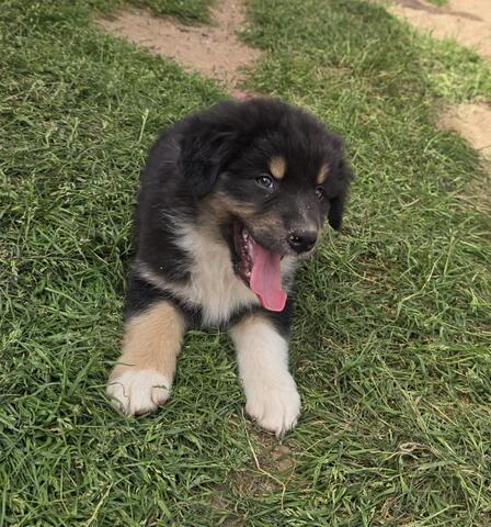 10 Supersüsse Australian Shepherd Welpen suchen zum 29.05.2026 ihr Für-immer-Zuhause