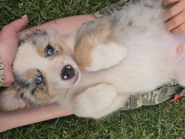 10 Supersüsse Australian Shepherd Welpen suchen zum 29.05.2026 ihr Für-immer-Zuhause