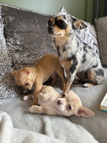 Mini-Chihuahua-Welpen zu vermitteln