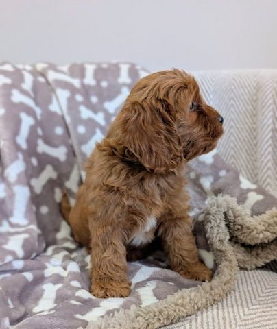 Cavapoo-Welpen zu verkaufen