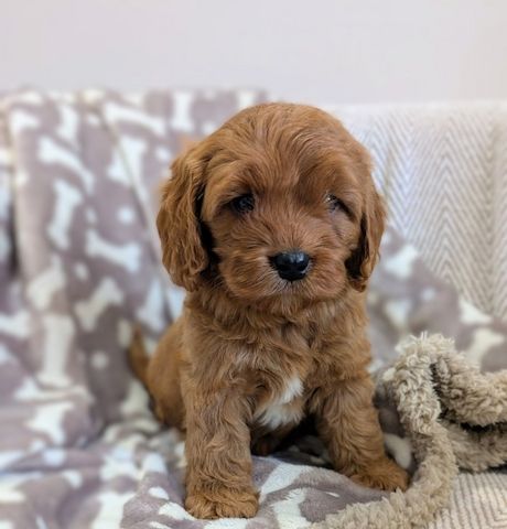 Cavapoo-Welpen zu verkaufen