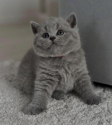 Reinrassige Britisch Kurzhaar-Katzen zur Adoption