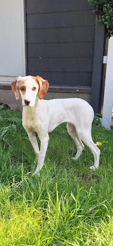 Cloe (Schon auf Pflegestelle in Deutschland :)