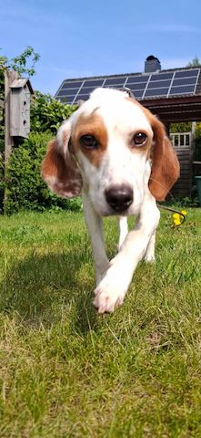 Cloe (Schon auf Pflegestelle in Deutschland :)