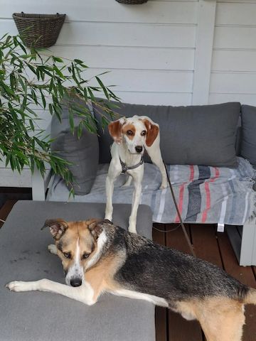 Cloe (Schon auf Pflegestelle in Deutschland :)