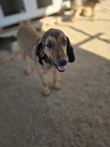 Rudi