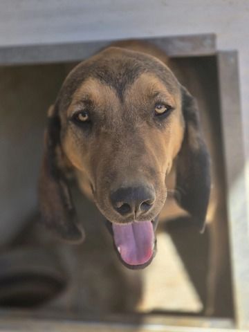 Rudi