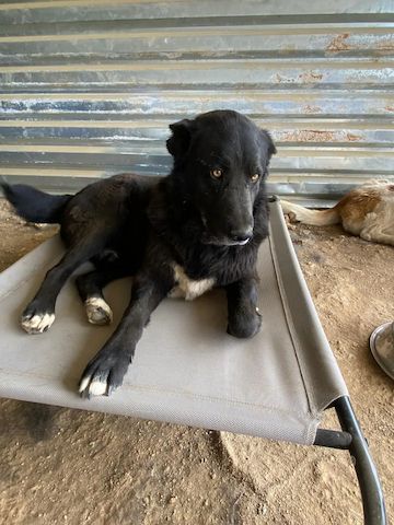 Blacky