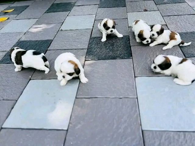 Shih Tzu Welpen/Weibchen