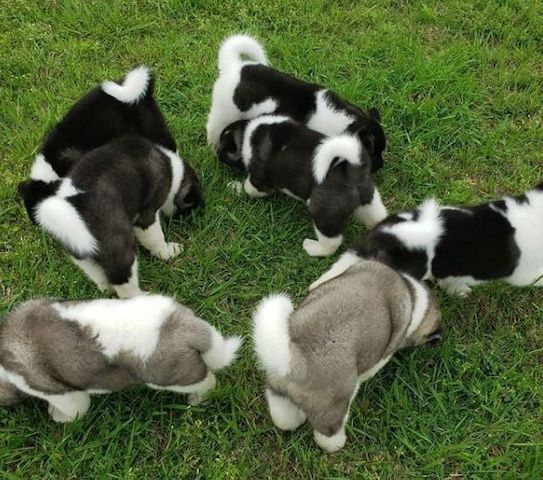 Akita-Welpen zu verkaufen