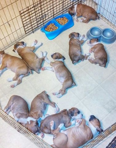 Boxerwelpen zu verkaufen