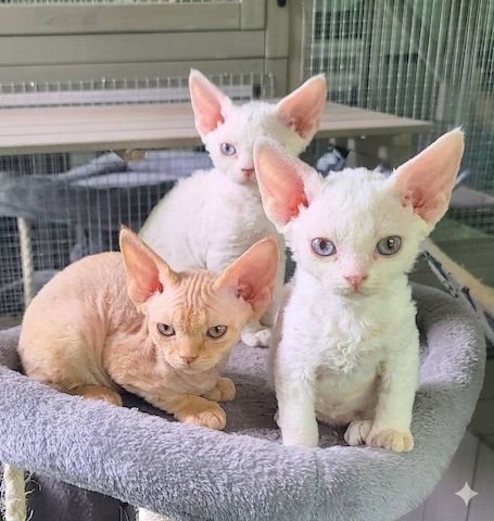Devon Rex-Kätzchen zu verkaufen